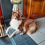 Sako a rejoint le concours — aidez-le/la à gagner de superbes lots ! animal, brown, companion, cozy, curious, dog, domestic, fluffy, furniture, household, indoor, pet, portrait, relaxed, resting, rocking_horse, step, tile_floor, white, wooden_cabinet