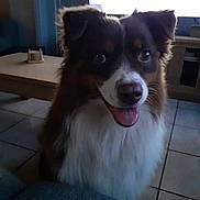 Sako participe au concours pour gagner de l'argent avec cette photo : dog, indoor, happy, tongue_out, fluffy_fur, brown_and_white, pet, animal, floor_tiles, table, cozy, ears_up, looking_at_camera, mouth_open, fur_texture, domestic, companion, cute, friendly, living_room