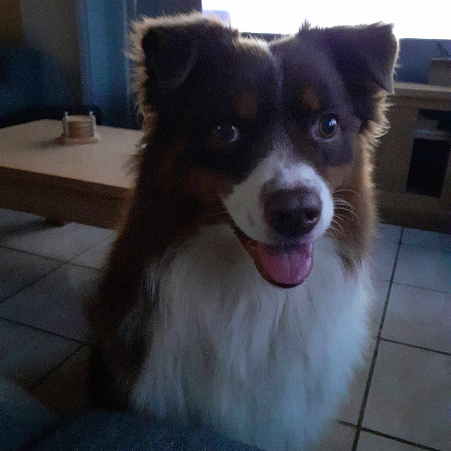 Sako participe au concours pour gagner de l'argent avec cette photo : animal, brown_and_white, companion, cozy, cute, dog, domestic, ears_up, floor_tiles, fluffy_fur, friendly, fur_texture, happy, indoor, living_room, looking_at_camera, mouth_open, pet, table, tongue_out