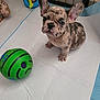 animal, ball, curious, cute, dog, domestic, ears, floor, french_bulldog, indoor, looking_up, pet, playpen, puppy, sitting, small, spots, toy, white_pad, young