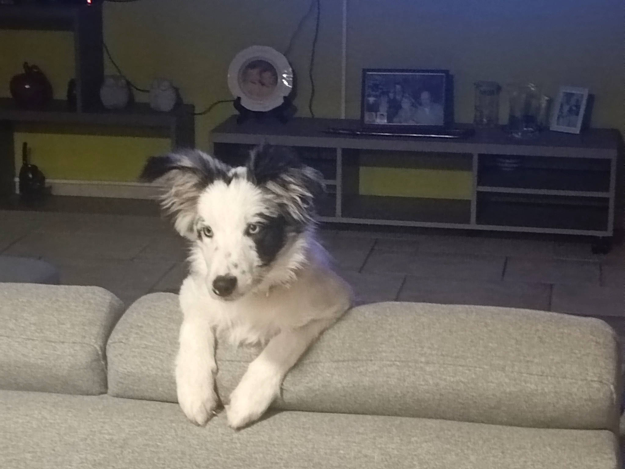 Tahik participe au concours pour gagner de l'argent avec cette photo : bored, carnivore, comfort, companion_dog, couch, dog, dog_breed, dog_supply, floor, flooring, fur, hardwood, living_room, room, shelf, sporting_group, television, terrestrial_animal, toy_dog, working_animal