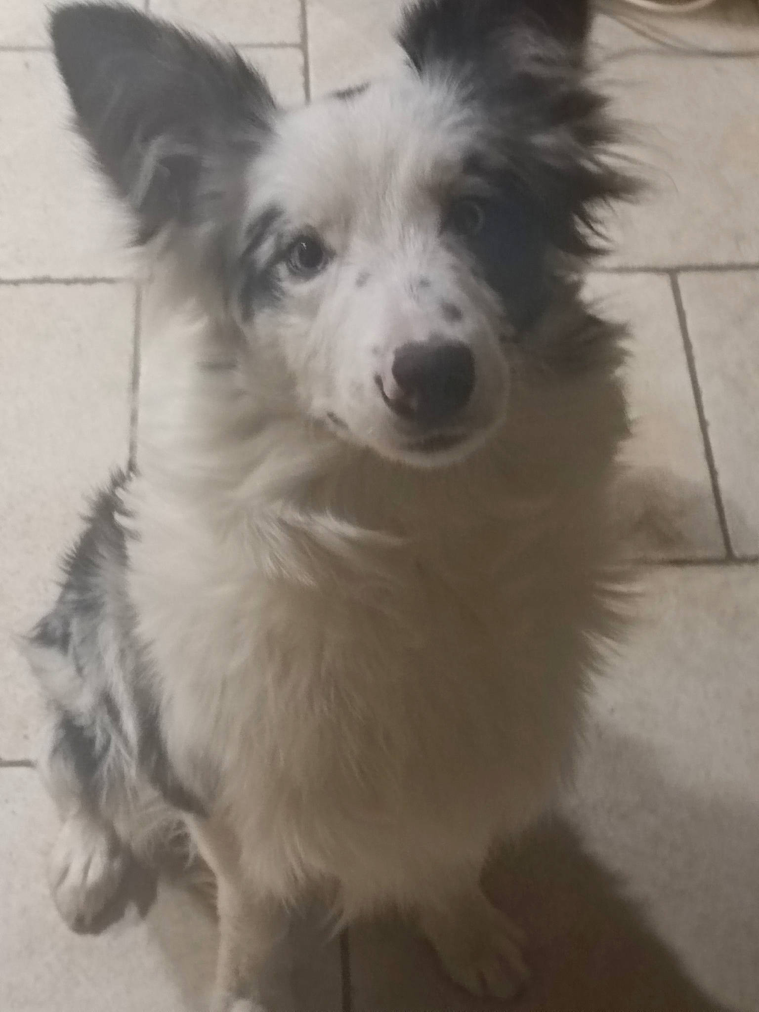 Tahik participe au concours pour gagner de l'argent avec cette photo : ancient_dog_breeds, canidae, carnivore, companion_dog, dog, dog_breed, flooring, fur, happy, monochrome, monochrome_photography, puppy, snout, sporting_group, terrestrial_animal, whiskers, working_animal, working_dog