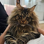 Tigrou a rejoint le concours — aidez-le/la à gagner de superbes lots ! cat, maine_coon, fluffy, fur, pet, animal, relaxing, indoor, person, lap, whiskers, ears, tufted_ears, closeup, portrait, feline, domestic_animal, soft_light, calm, resting