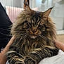 cat, maine_coon, fluffy, fur, pet, animal, relaxing, indoor, person, lap, whiskers, ears, tufted_ears, closeup, portrait, feline, domestic_animal, soft_light, calm, resting