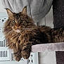 Tigrou a rejoint le concours — aidez-le/la à gagner de superbes lots ! cat, tabby, fluffy, pet, feline, indoor, perch, fur, whiskers, animal, cute, mammal, relaxed, home, cozy, portrait, looking, ears, paw, resting
