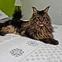 Tigrou a rejoint le concours — aidez-le/la à gagner de superbes lots ! cat, long_hair, bed, blanket, indoor, furniture, window, lamp, pattern, resting, pet, animal, fur, tail, ears, whiskers, domestic, cozy, room, relaxed