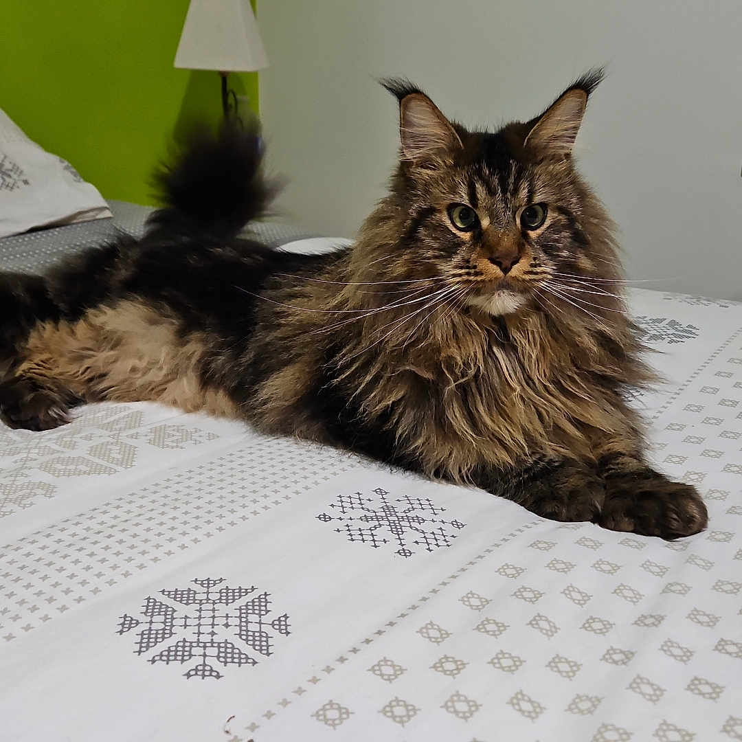Tigrou a rejoint le concours — aidez-le/la à gagner de superbes lots ! animal, bed, blanket, cat, cozy, domestic, ears, fur, furniture, indoor, lamp, long_hair, pattern, pet, relaxed, resting, room, tail, whiskers, window
