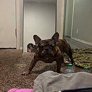 Daedae Tank is registered to the contest to win money with this photo: animal, boy, bulldog, canine, child, computer, computerhardware, dog, electronics, frenchbulldog, hardware, male, mobilephone, person, pet, phone, pitbull, puppy, screen, tabletcomputer