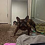 animal, boy, bulldog, canine, child, computer, computerhardware, dog, electronics, frenchbulldog, hardware, male, mobilephone, person, pet, phone, pitbull, puppy, screen, tabletcomputer