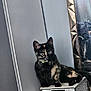 animal, cat, cozy, curious, ears, eyes, feline, fur, household, indoor, mirror, pet, portrait, quiet, reflection, sitting, soft_lighting, tortoiseshell, whiskers, wicker_basket