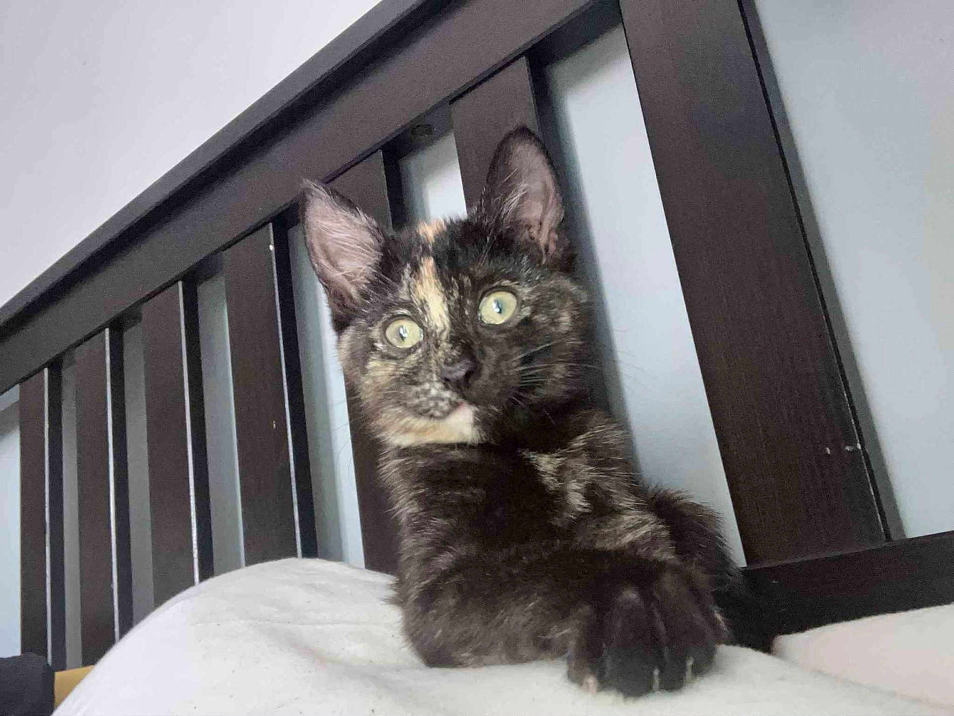 Buddie is registered to the contest to win money with this photo: cat, kitten, tortoiseshell, pet, animal, indoor, bed, wooden_bedframe, feline, curious, green_eyes, paw, resting, closeup, furniture, domestic_animal, cute, young, alert, whiskers