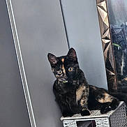 Buddie is registered to the contest to win money with this photo: animal, cat, curious, cute, domestic_cat, eyes, feline, furniture, grey_wall, indoor, kitten, looking, mirror, pet, portrait, reflection, sitting, tortoiseshell, wicker_basket, young_cat