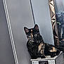 animal, cat, curious, cute, domestic_cat, eyes, feline, furniture, grey_wall, indoor, kitten, looking, mirror, pet, portrait, reflection, sitting, tortoiseshell, wicker_basket, young_cat
