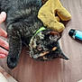 brown_surface, cat, close_up, collar, curious, domestic_animal, feline, furry, hand, indoor, kitten, legs, lying_down, pet, plush, resting, tortoiseshell, toy, vape_pen, young_cat