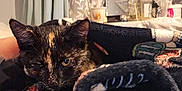 Buddie joined the competition — help win amazing prizes! animal, blanket, cat, cozy, cup, curtains, cute, ears, face, fleece, fur, home, indoor, patterned, pet, resting, sleepy, soft, table, tortoiseshell