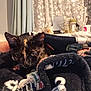 animal, blanket, cat, cozy, cup, curtains, cute, ears, face, fleece, fur, home, indoor, patterned, pet, resting, sleepy, soft, table, tortoiseshell