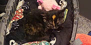 Buddie is registered to the contest to win money with this photo: cat, sleeping, tortoiseshell_cat, pet_bed, blanket, plush_toy, indoor, carpet, plastic_bed, black_blanket, pink_toy, resting, cozy, animal, feline, cute, home, soft_toy, pet, relaxed