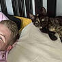 Buddie joined the competition — help win amazing prizes! man, cat, kitten, bed, pillow, blanket, headboard, indoor, resting, looking, curious, casual, human, pet, animal, fur, face, portrait, relaxed, light