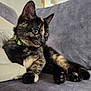 cat, closeup, collar, couch, cute, domestic_cat, feline, fur, gray_couch, green_collar, indoor, kitten, paw, pet, pillow, relaxed, resting, tortoiseshell, whiskers, young_cat