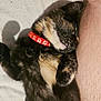 Buddie is registered to the contest to win money with this photo: animal, arm, cat, close_up, collar, cozy, cute, feline, fur, human, indoor, kitten, paw_prints, pet, red_collar, resting, shadow, sleeping, soft_light, tortoiseshell