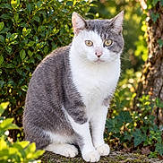 Guismo a rejoint le concours — aidez-le/la à gagner de superbes lots ! cat, gray_cat, white_cat, animal, pet, feline, sitting, outdoor, garden, nature, greenery, foliage, tree, leaves, moss, stone, portrait, close_up, golden_eyes, whiskers