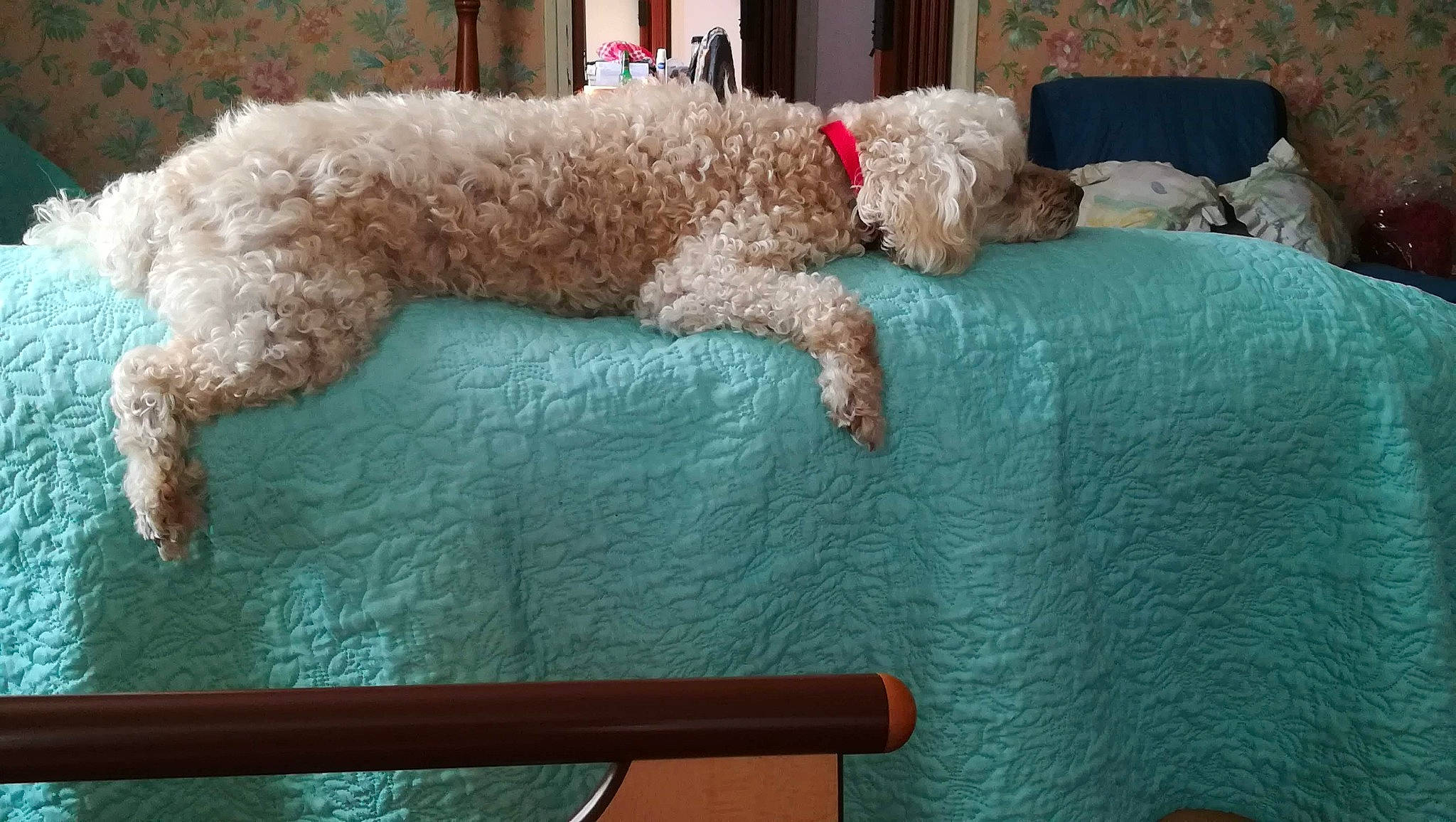 Lily a rejoint le concours — aidez-le/la à gagner de superbes lots ! carnivore, chair, comfort, companion_dog, couch, dog, dog_breed, dog_supply, fawn, flooring, green, labradoodle, linens, pillow, poodle, rectangle, room, sporting_group, throw_pillow, water_dog