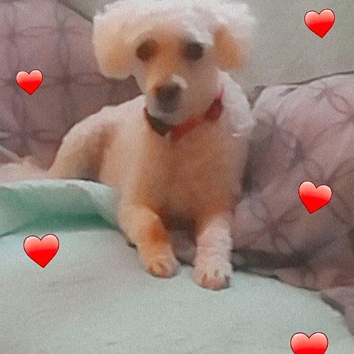 Lily participe au concours pour gagner de l'argent avec cette photo : balloon, carnivore, comfort, companion_dog, dog, dog_breed, dog_clothes, dog_supply, fawn, happy, nose, paw, pink, red, stuffed_toy, tail, toy, toy_dog, white, working_animal