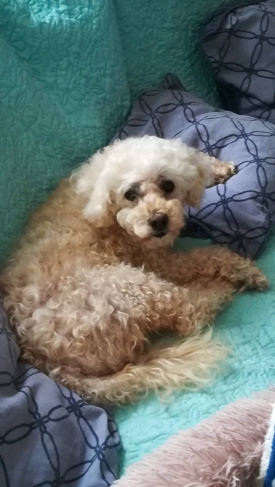 Lily a rejoint le concours — aidez-le/la à gagner de superbes lots ! canidae, carnivore, companion_dog, dog, dog_breed, dog_collar, dog_supply, fur, maltepoo, non_sporting_group, pet_supply, poodle, poodle_crossbreed, shih_poo, snout, sporting_group, terrier, toy_dog, water_dog, yorkipoo