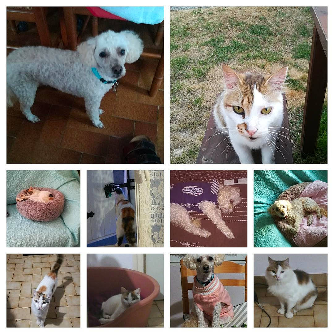 Noisette a rejoint le concours — aidez-le/la à gagner de superbes lots ! canidae, carnivore, cat, collage, dog, dog_breed, felidae, kitten, labradoodle, maltese, mammal, puppy, small_to_medium_sized_cats, toy_poodle, west_highland_white_terrier