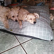 Alouette a rejoint le concours — aidez-le/la à gagner de superbes lots ! puppy, dog, bed, tile_floor, resting, sleeping, awake, fur, indoor, pet, animal, cozy, checkered, scruffy, cute, friendship, relaxation, floor, domestic, companion