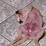 dog, lying_down, floor, tile, pet, relaxed, animal, belly_up, cute, indoor, paw, fur, canine, resting, pink_skin, small_dog, sleeping, domestic_animal, quiet, calm