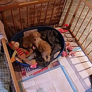 Alika a rejoint le concours — aidez-le/la à gagner de superbes lots ! puppy, dog_bed, stuffed_toys, playpen, newspaper, puppy_pad, wooden_bars, blanket, floor, indoor, pet, animal, cute, small_dog, toy, resting, fenced_area, brown_puppy, plush_toy, home