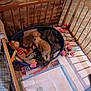 puppy, dog_bed, stuffed_toys, playpen, newspaper, puppy_pad, wooden_bars, blanket, floor, indoor, pet, animal, cute, small_dog, toy, resting, fenced_area, brown_puppy, plush_toy, home