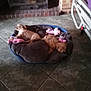dog, pet_bed, blanket, toy, floor, tile, fireplace, brick, sleeping, cozy, indoor, animal, resting, furniture, home, brown_dog, small_dog, pink_toy, bed_frame, relaxation