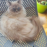 Athena a rejoint le concours — aidez-le/la à gagner de superbes lots ! animal, blue_eyes, cat, chair, close_up, comfort, cozy, cute, domestic, feline, fluffy, fur, green_pot, home, indoor, pet, plant, portrait, relaxed, sitting