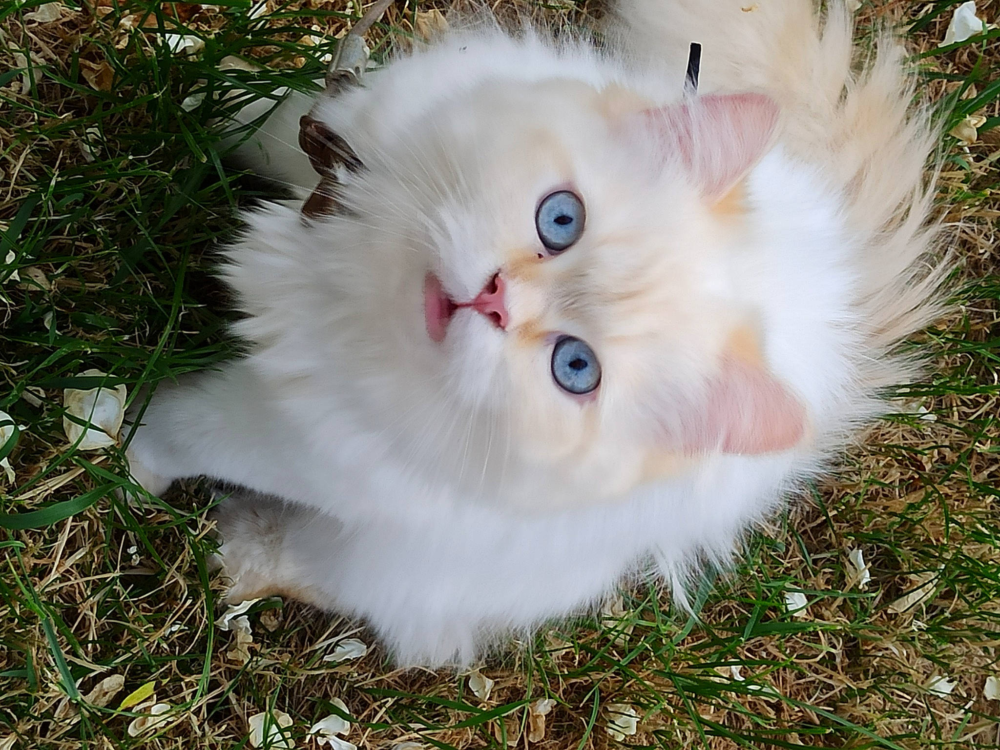 Tao participe au concours pour gagner de l'argent avec cette photo : carnivore, cat, fawn, felidae, flowering_plant, fur, grass, herbaceous_plant, plant, small_to_medium_sized_cats, snout, tail, terrestrial_animal, tree, vehicle_registration_plate, whiskers