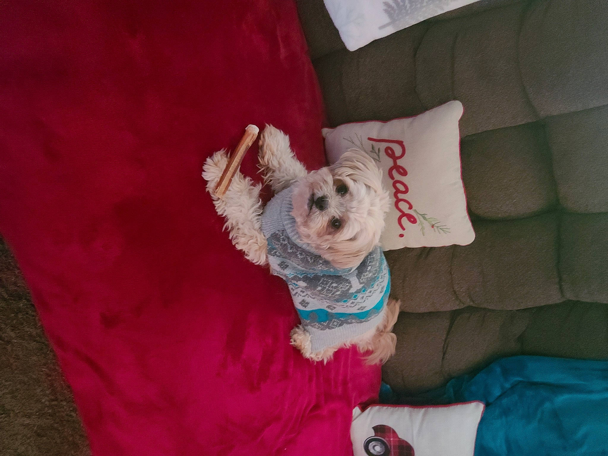 Bambam is registered to the contest to win money with this photo: canidae, carnivore, comfort, companion_dog, couch, dog, dog_breed, dog_clothes, dog_supply, fawn, fur, linens, magenta, pillow, pink, sporting_group, textile, throw_pillow, toy_dog, working_animal
