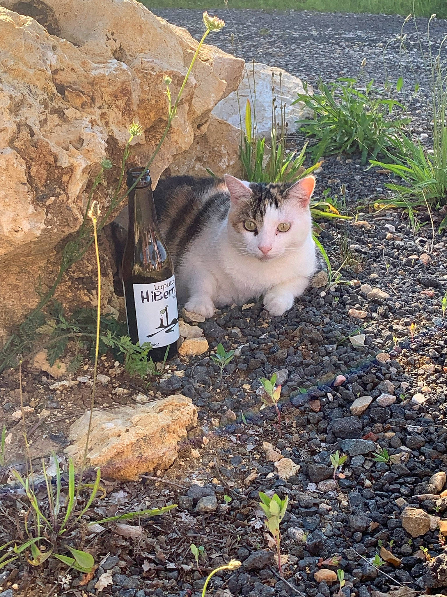 Mia participe au concours pour gagner de l'argent avec cette photo : asphalt, bottle, carnivore, cat, domestic_short_haired_cat, felidae, fur, grass, groundcover, landscape, plant, road, road_surface, sand, small_to_medium_sized_cats, soil, tail, waste, water_bottle, whiskers