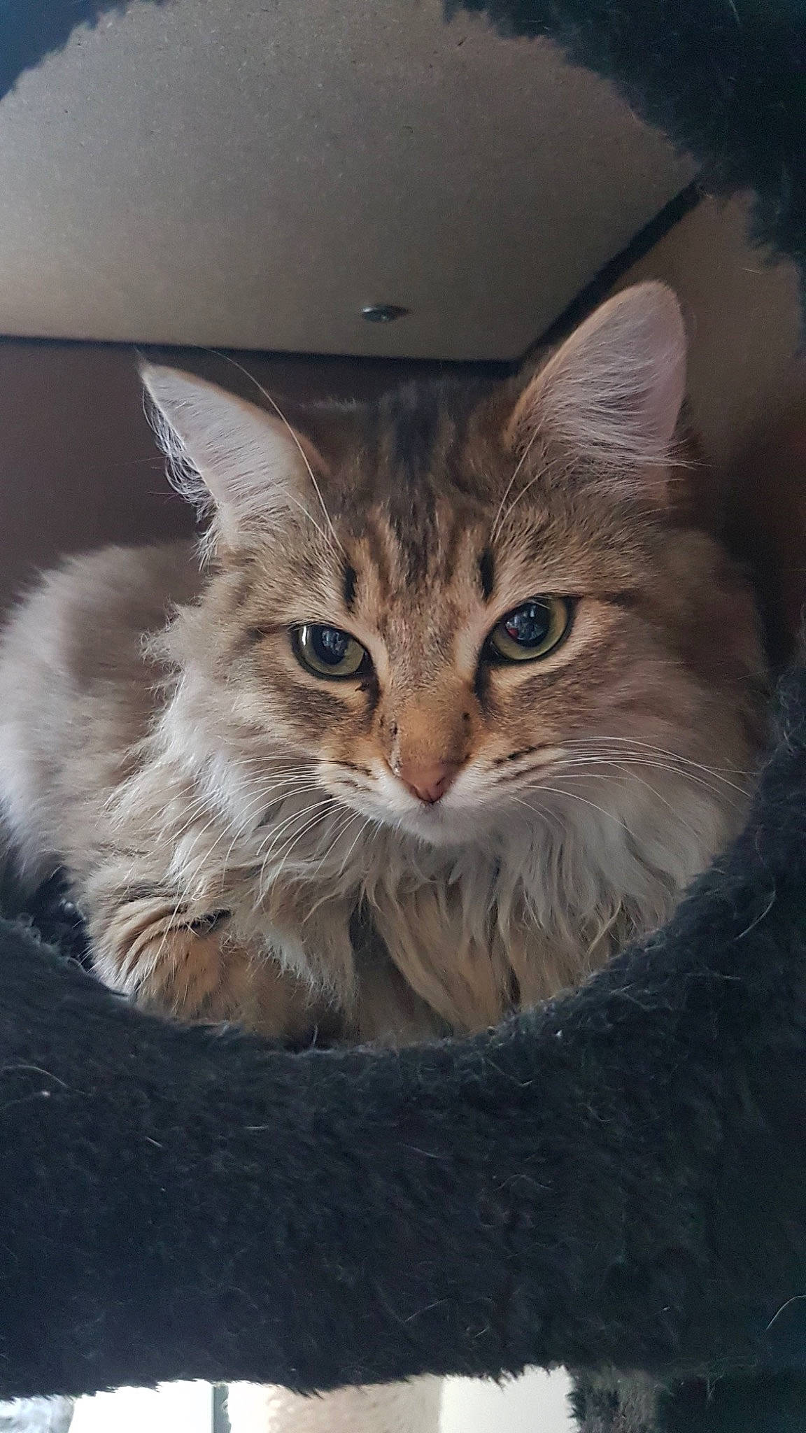 Esma a rejoint le concours — aidez-le/la à gagner de superbes lots ! carnivore, cat, claw, domestic_short_haired_cat, fawn, felidae, fur, iris, paw, photo_caption, small_to_medium_sized_cats, snout, terrestrial_animal, tree, whiskers, window, wood