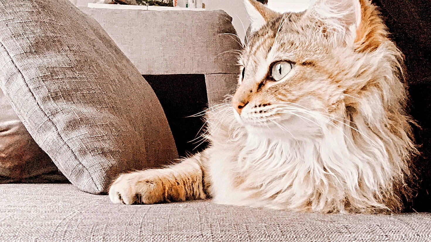 Esma participe au concours pour gagner de l'argent avec cette photo : carnivore, cat, claw, comfort, domestic_short_haired_cat, felidae, foot, fur, grass, human_leg, paw, sitting, small_to_medium_sized_cats, snout, tail, terrestrial_animal, tree, whiskers, wildlife, window