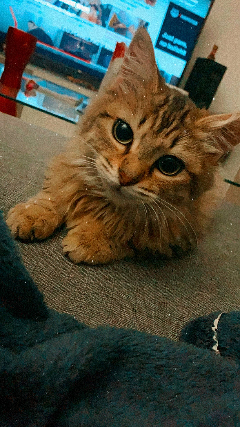 Esma a rejoint le concours — aidez-le/la à gagner de superbes lots ! carnivore, cat, claw, domestic_short_haired_cat, fawn, felidae, flooring, fur, paw, road_surface, sitting, small_to_medium_sized_cats, snout, street, tail, terrestrial_animal, whiskers, wood