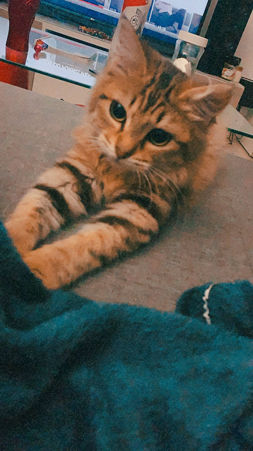 Esma a rejoint le concours — aidez-le/la à gagner de superbes lots ! carnivore, cat, claw, comfort, domestic_short_haired_cat, felidae, flooring, fur, human_leg, mammal, nap, paw, sand, shadow, sitting, sleep, small_to_medium_sized_cats, snout, tail, whiskers