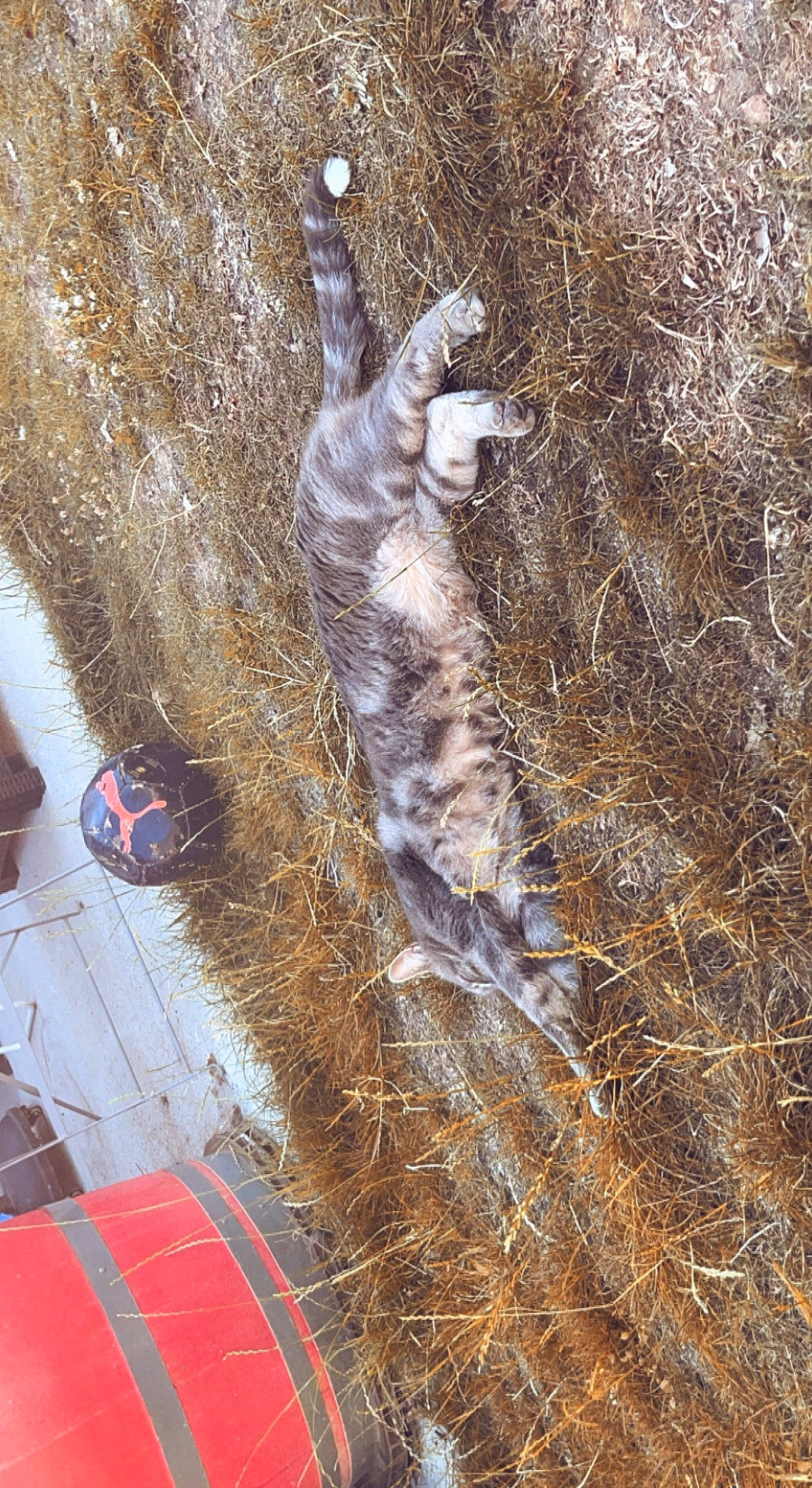 Bilou a rejoint le concours — aidez-le/la à gagner de superbes lots ! carnivore, cat, domestic_short_haired_cat, felidae, fur, grass, plant, road_surface, shadow, sidewalk, small_to_medium_sized_cats, soil, sporting_group, tail, terrestrial_animal, tree, trunk, whiskers, wildlife, wood