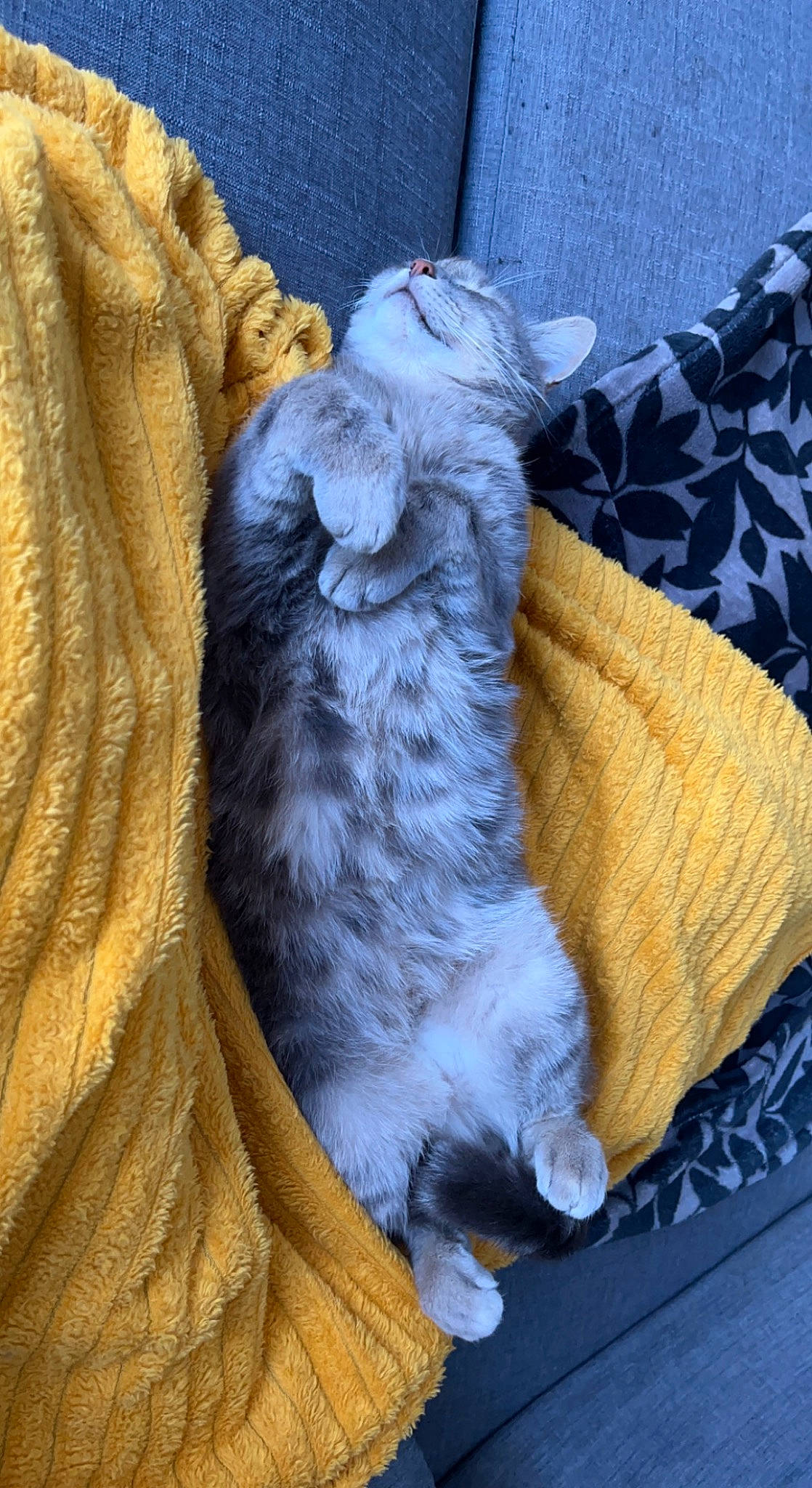 Bilou participe au concours pour gagner de l'argent avec cette photo : carnivore, cat, claw, comfort, domestic_short_haired_cat, electric_blue, felidae, fur, grey, linens, nap, paw, sleep, small_to_medium_sized_cats, tail, whiskers