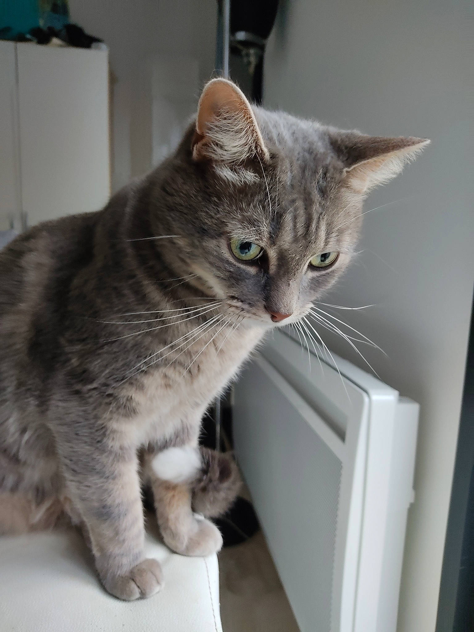 Bilou a rejoint le concours — aidez-le/la à gagner de superbes lots ! box, carnivore, cat, cat_supply, claw, comfort, domestic_short_haired_cat, felidae, fur, grey, paw, sitting, small_to_medium_sized_cats, snout, tail, whiskers, window