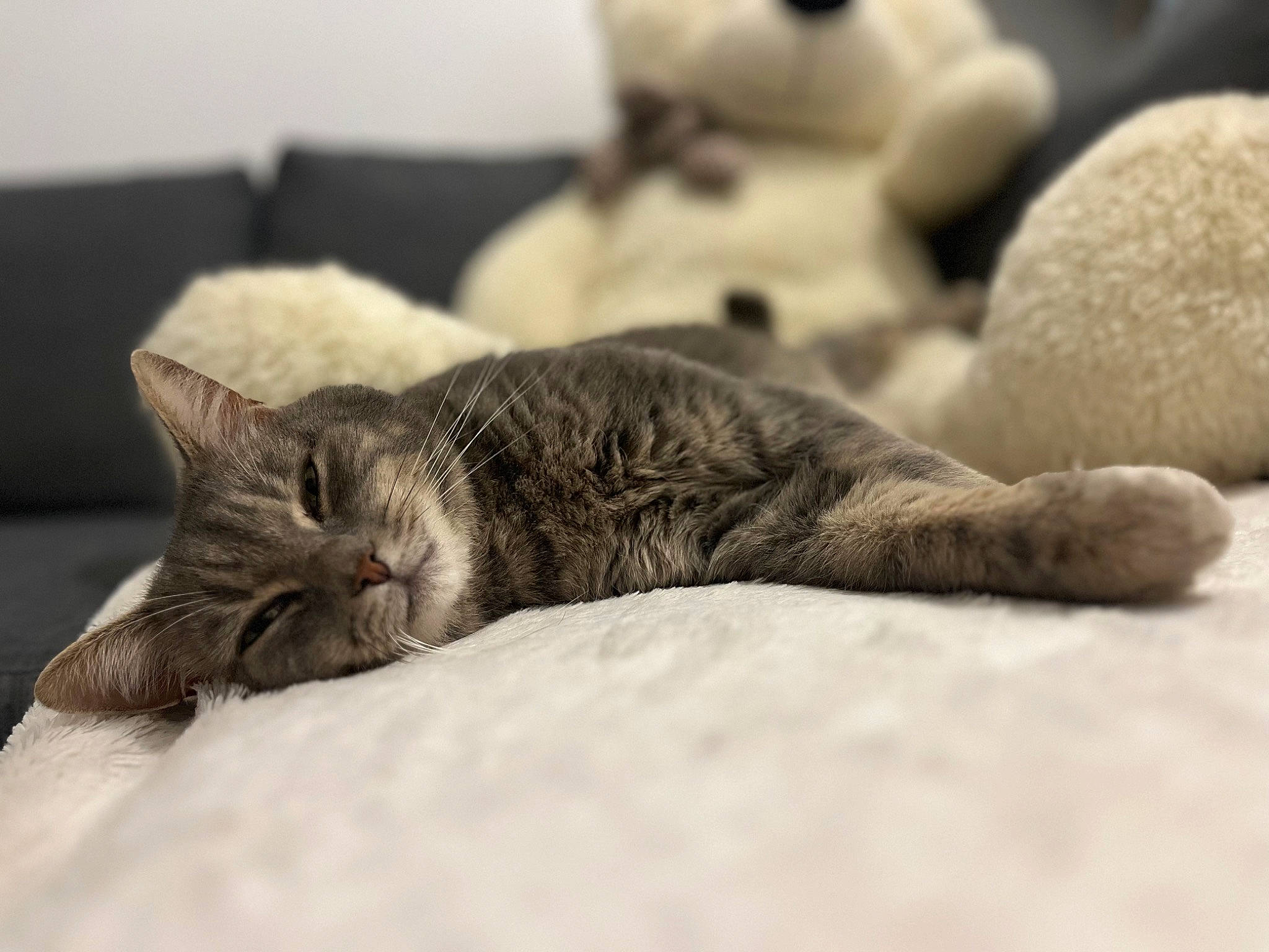 Bilou participe au concours pour gagner de l'argent avec cette photo : carnivore, cat, claw, comfort, domestic_short_haired_cat, felidae, fur, grey, linens, monochrome, monochrome_photography, nap, paw, room, sleep, small_to_medium_sized_cats, snout, tail, terrestrial_animal, whiskers