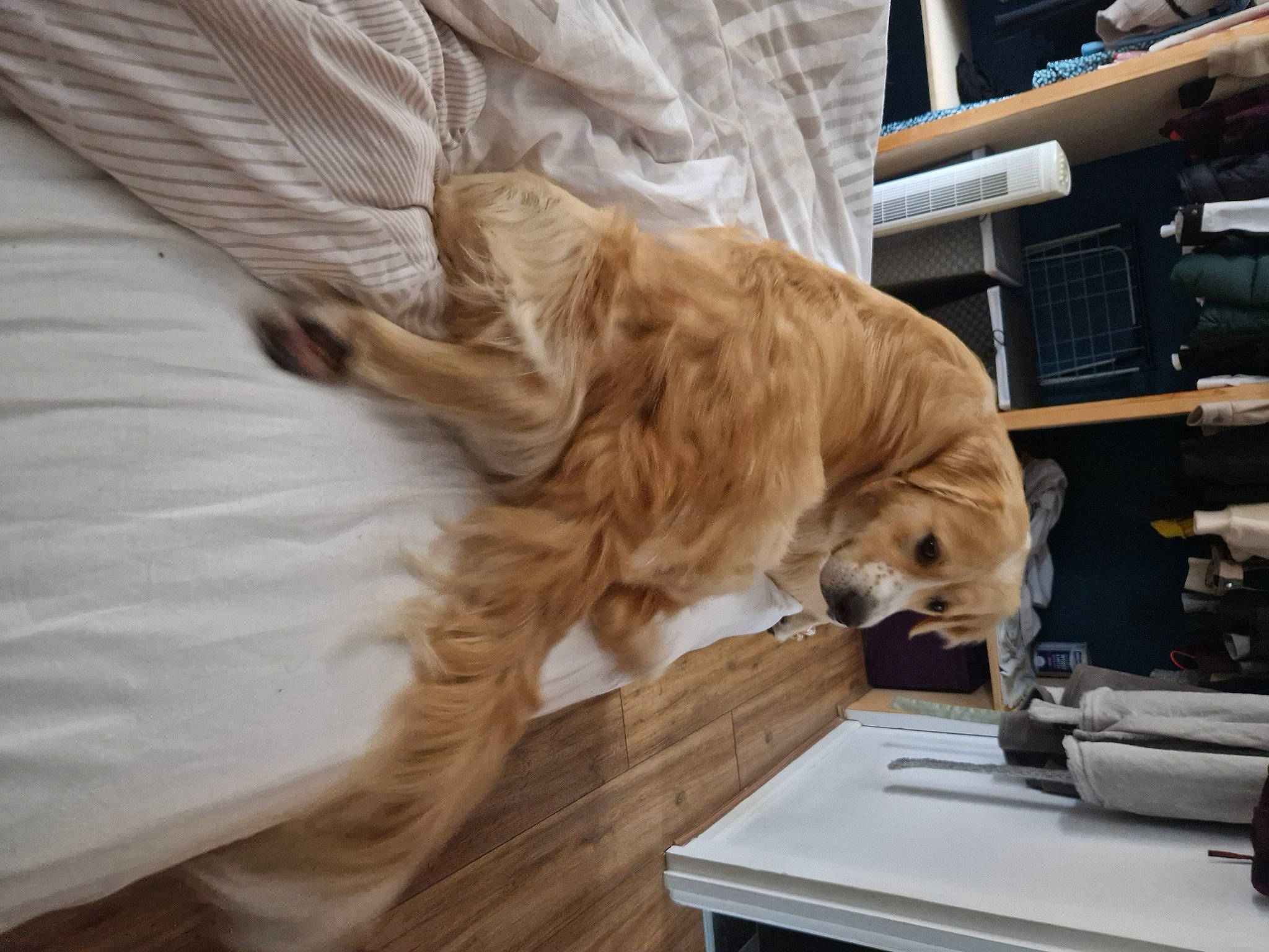 Kobi joined the competition — help win amazing prizes! carnivore, comfort, companion_dog, desk, dog, dog_breed, engineering, fawn, felidae, flooring, fur, golden_retriever, hardwood, liver, room, sporting_group, table, tableware, wood, working_animal