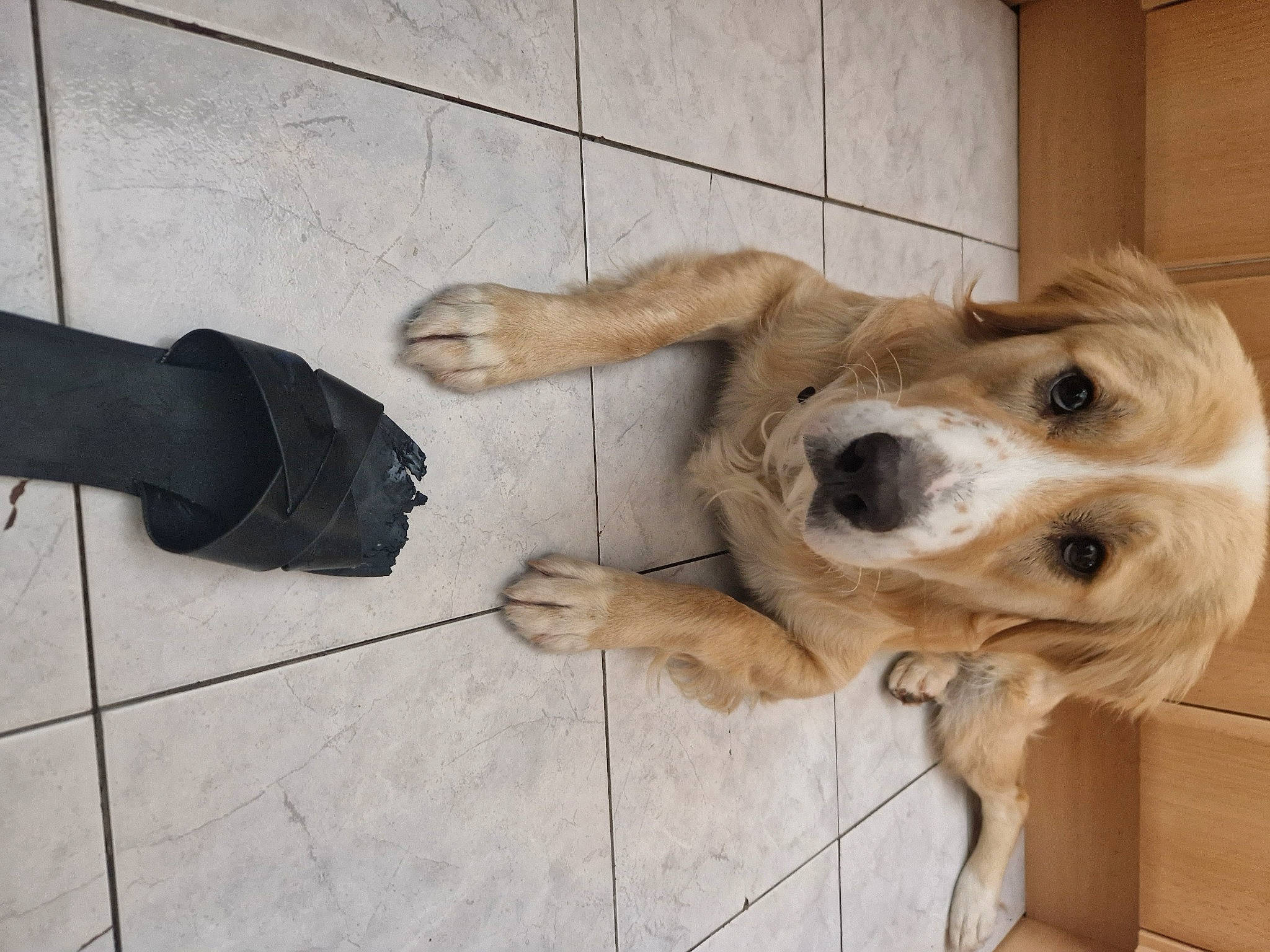 Kobi is registered to the contest to win money with this photo: carnivore, companion_dog, dog, dog_breed, dog_supply, fawn, floor, flooring, fur, hardwood, human_leg, paw, retriever, selfie, street_dog, tile, vertebrate, whiskers, wood, working_animal