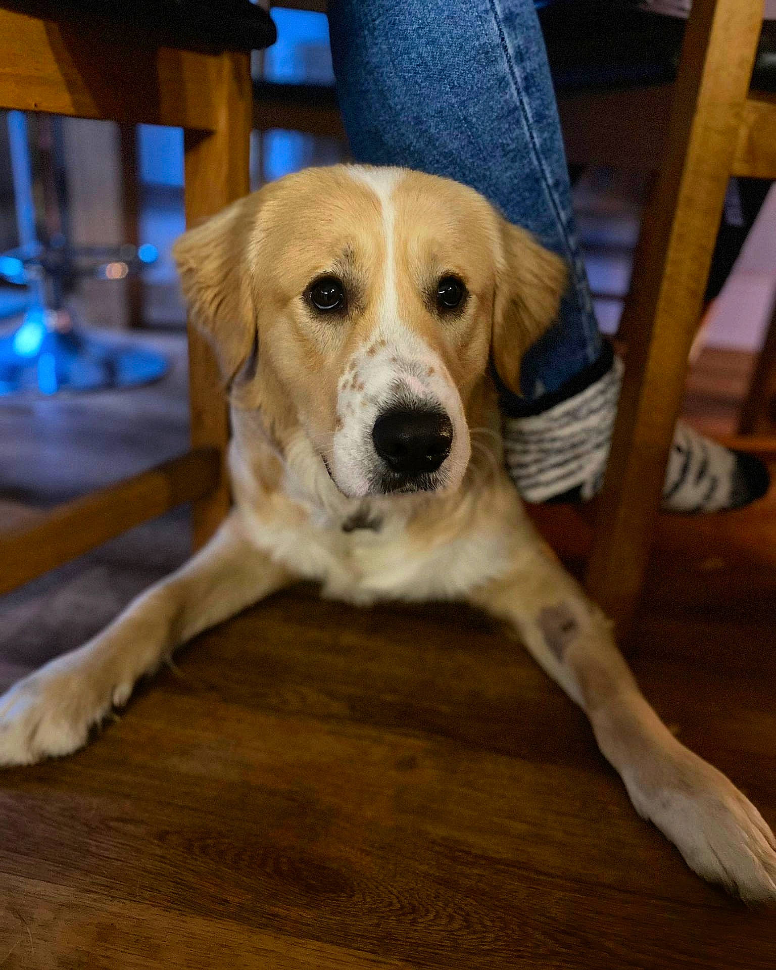 Kobi joined the competition — help win amazing prizes! carnivore, chair, collar, companion_dog, dog, dog_breed, fawn, floor, flooring, hardwood, paw, plank, scent_hound, tail, varnish, whiskers, wood, wood_flooring, wood_stain, working_animal