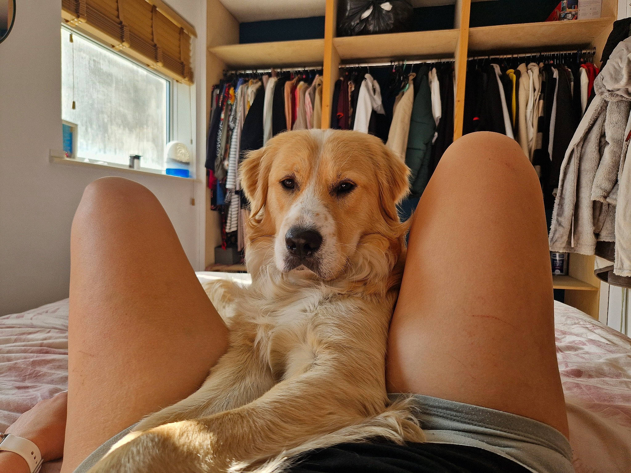 Kobi joined the competition — help win amazing prizes! bookcase, canidae, carnivore, chair, comfort, companion_dog, couch, dog, dog_breed, fawn, flooring, fur, human_leg, picture_frame, retriever, room, shelf, snout, sporting_group, thigh